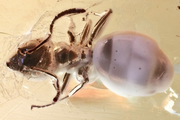 Detailed Fossil Ant (Formicidae) In Baltic Amber #343341